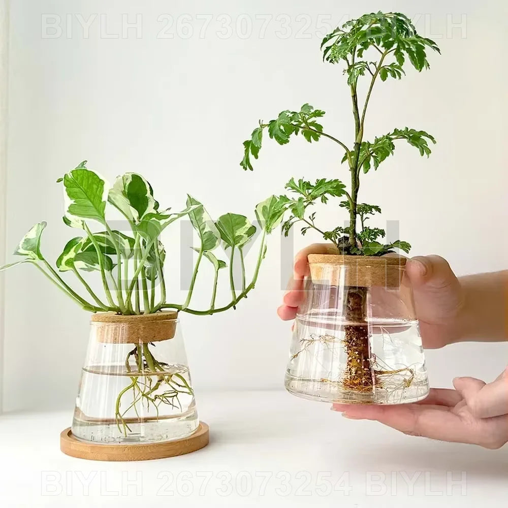 Glass Hydroponic Vase