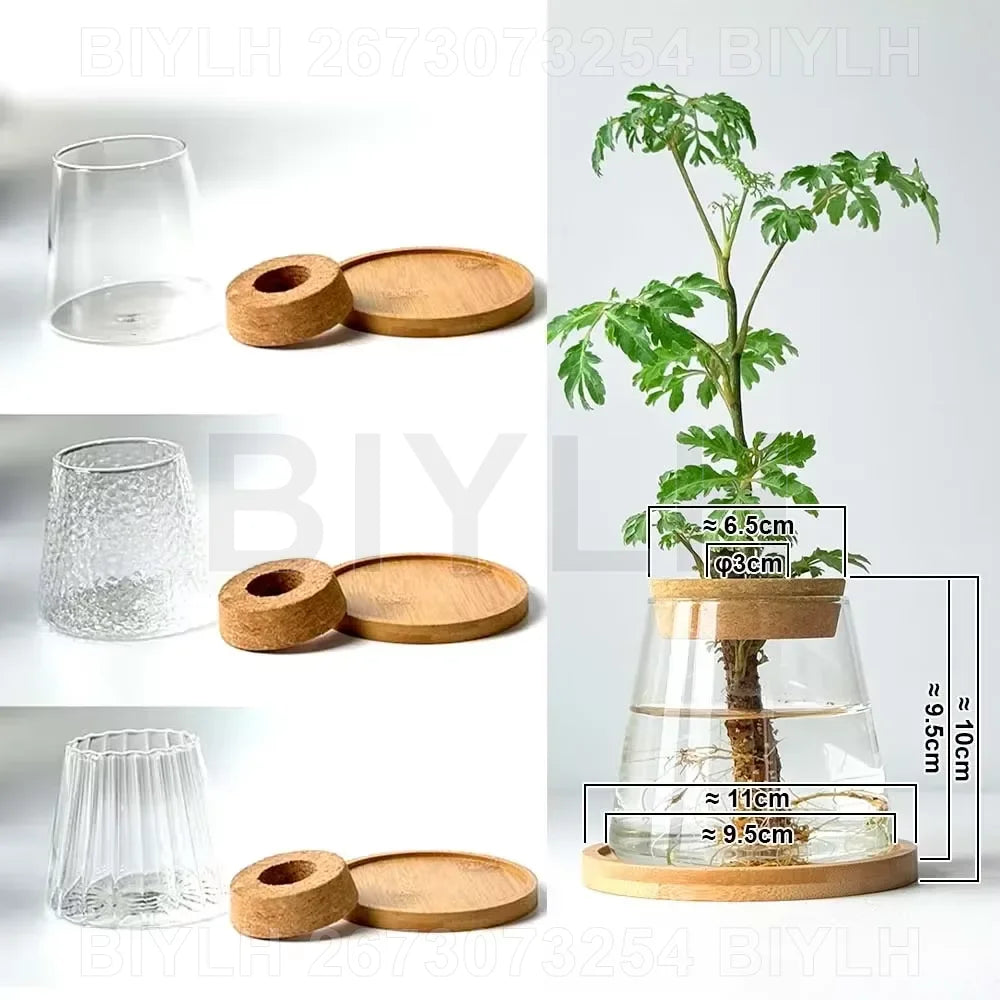 Glass Hydroponic Vase