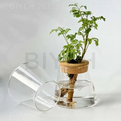 Glass Hydroponic Vase
