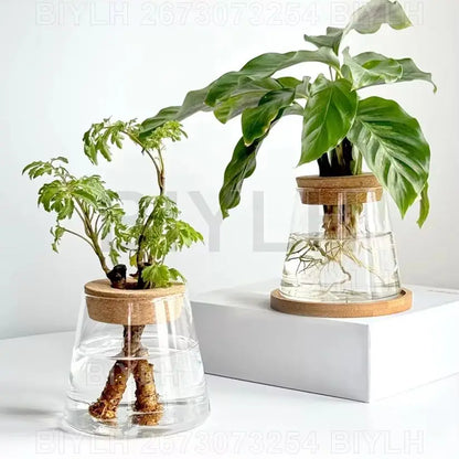Glass Hydroponic Vase